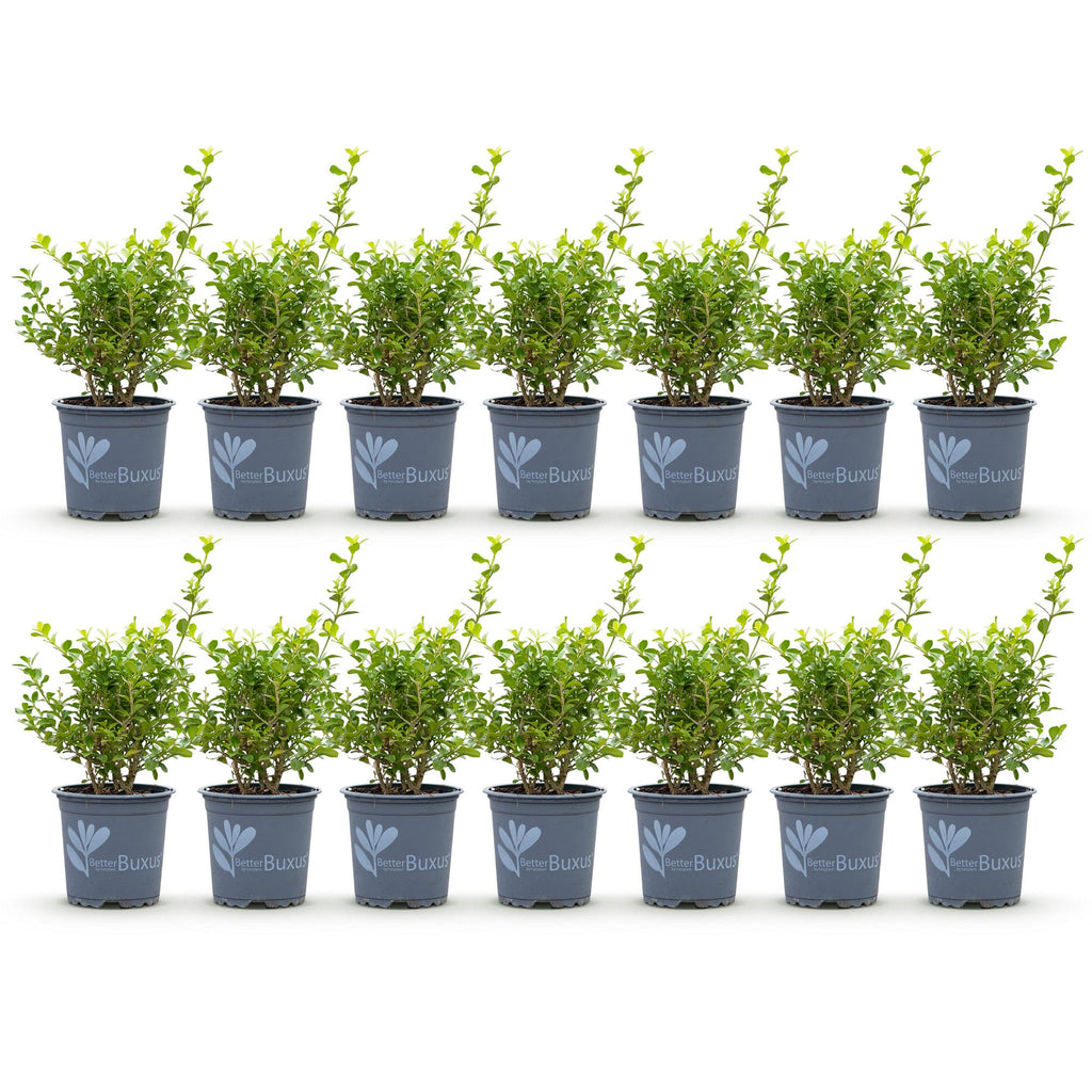 Buxus – 14 Pflanzen, Ø 11 cm, 25–30 cm hoch