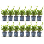 Buxus – 14 Pflanzen, Ø 11 cm, 25–30 cm hoch