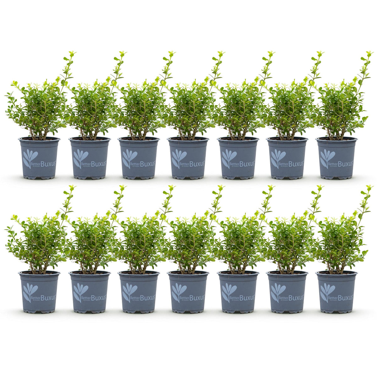 Buxus – 14 Pflanzen, Ø 11 cm, 25–30 cm hoch