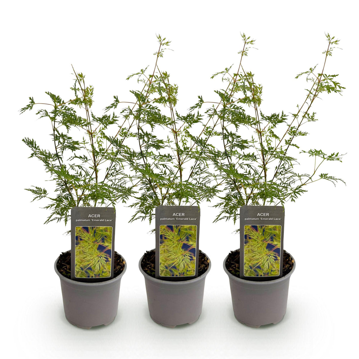Acer palmatum 'Emerald Lace' (Japanse esdoorn) – 3 planten, Ø12 cm, 35 cm hoog
