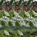6× Bébé Alocasia Famille (oreille d’éléphant) incl. Linnea Olive – Ø6 cm, 12 cm de haut