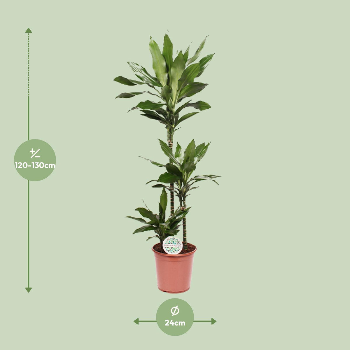 Dracaena Janet Lind (drakenboom) – Ø24 cm, 130 cm hoog