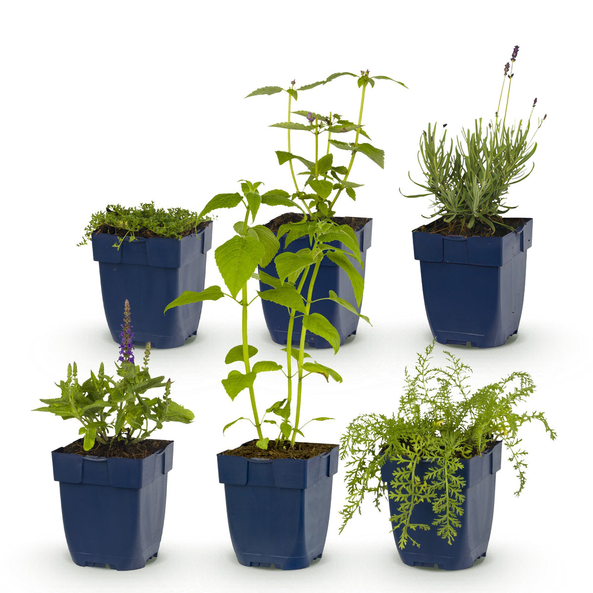 Borderpakket geurend – 6 planten, Ø11 cm, 15–25 cm hoog