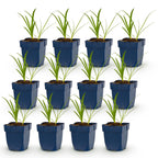 Agapanthus africanus 'Albus' (Afrikanische Lilie) – weiß – 12 Pflanzen, Ø 11 cm, 15–25 cm hoch
