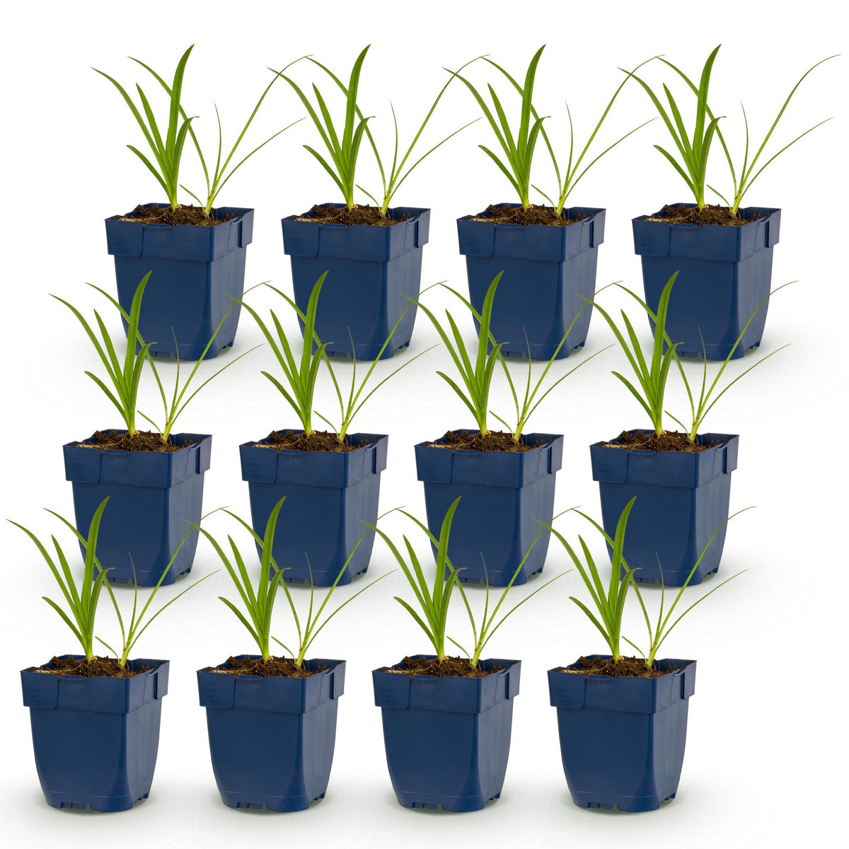 Agapanthus africanus 'Albus' (Afrikanische Lilie) – weiß – 12 Pflanzen, Ø 11 cm, 15–25 cm hoch – Bild 2