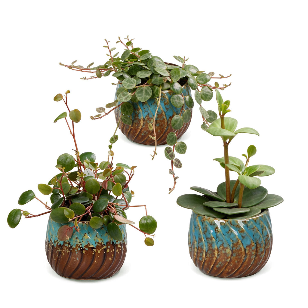 3× Baby Peperomia Mix incl. Copper Reef – Ø6 cm, 5–15 cm de haut – photo 2