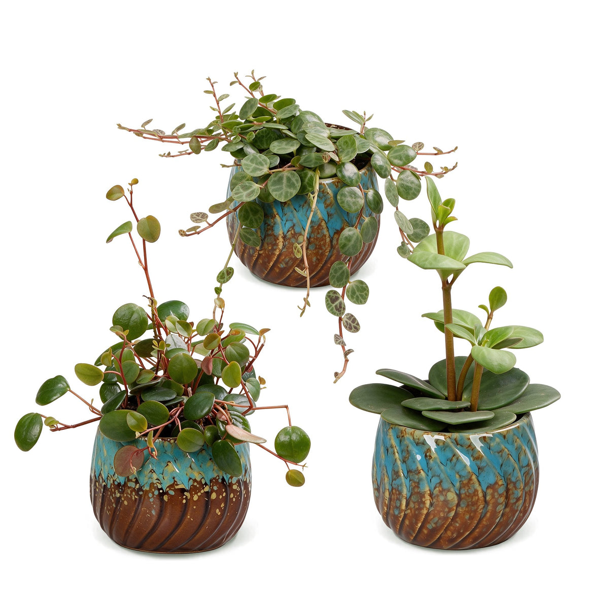 3× Baby Peperomia Mix incl. Copper Reef – Ø6 cm, 5–15 cm høj