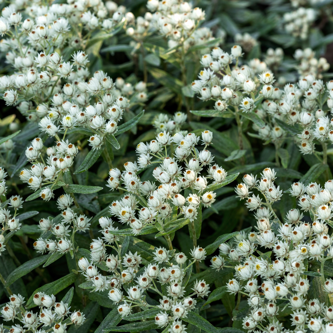 Anaphalis triplinervis (Edelweiss de Sibérie) – 6 plantes, Ø9 cm, 10–25 cm de haut – photo 7