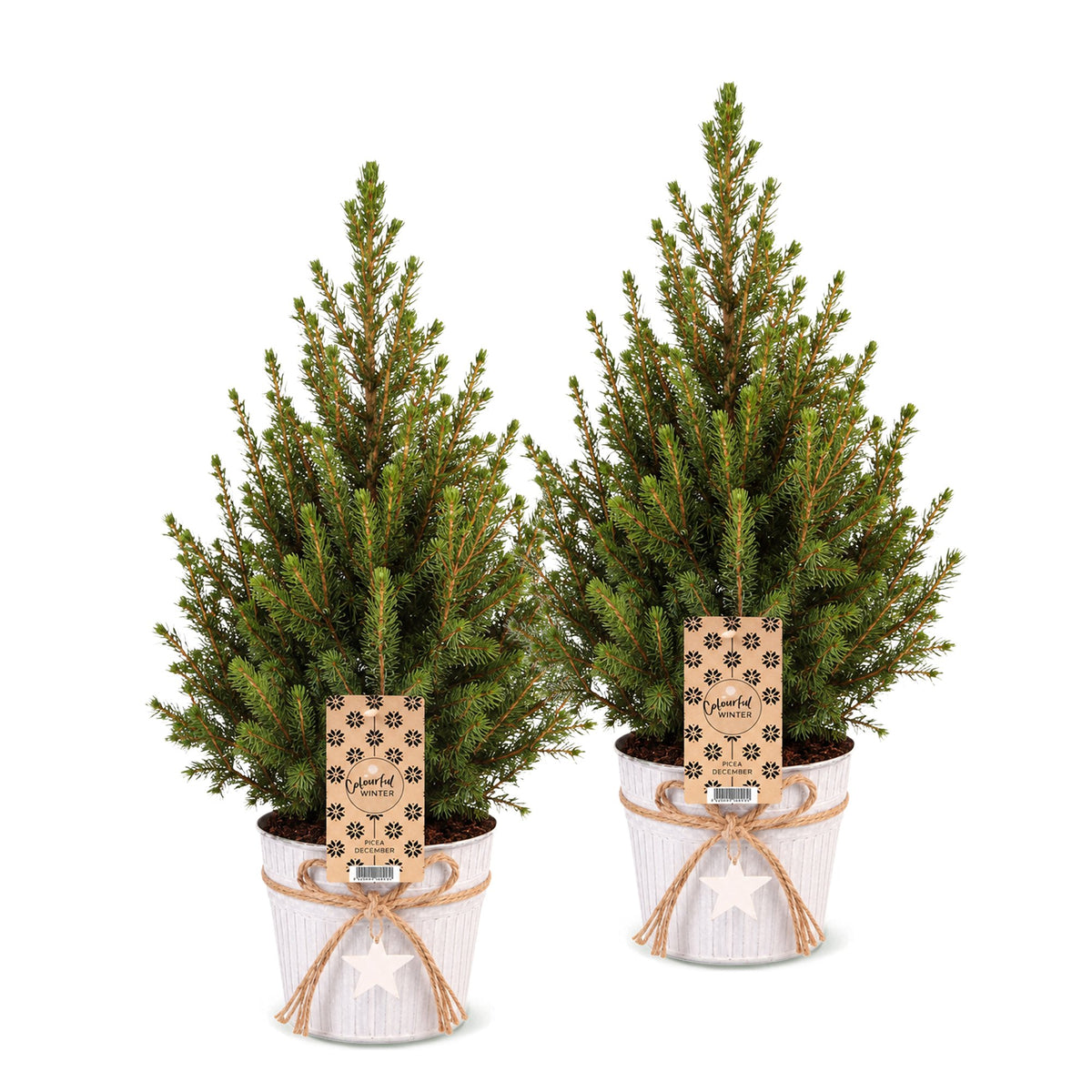 2× Picea glauca Conica (kerstboompje) in zinken pot – Ø17 cm, 65 cm hoog – wit
