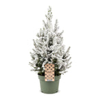 Picea glauca Conica (grantræ) – Ø19 cm, 65 cm høj – hvid