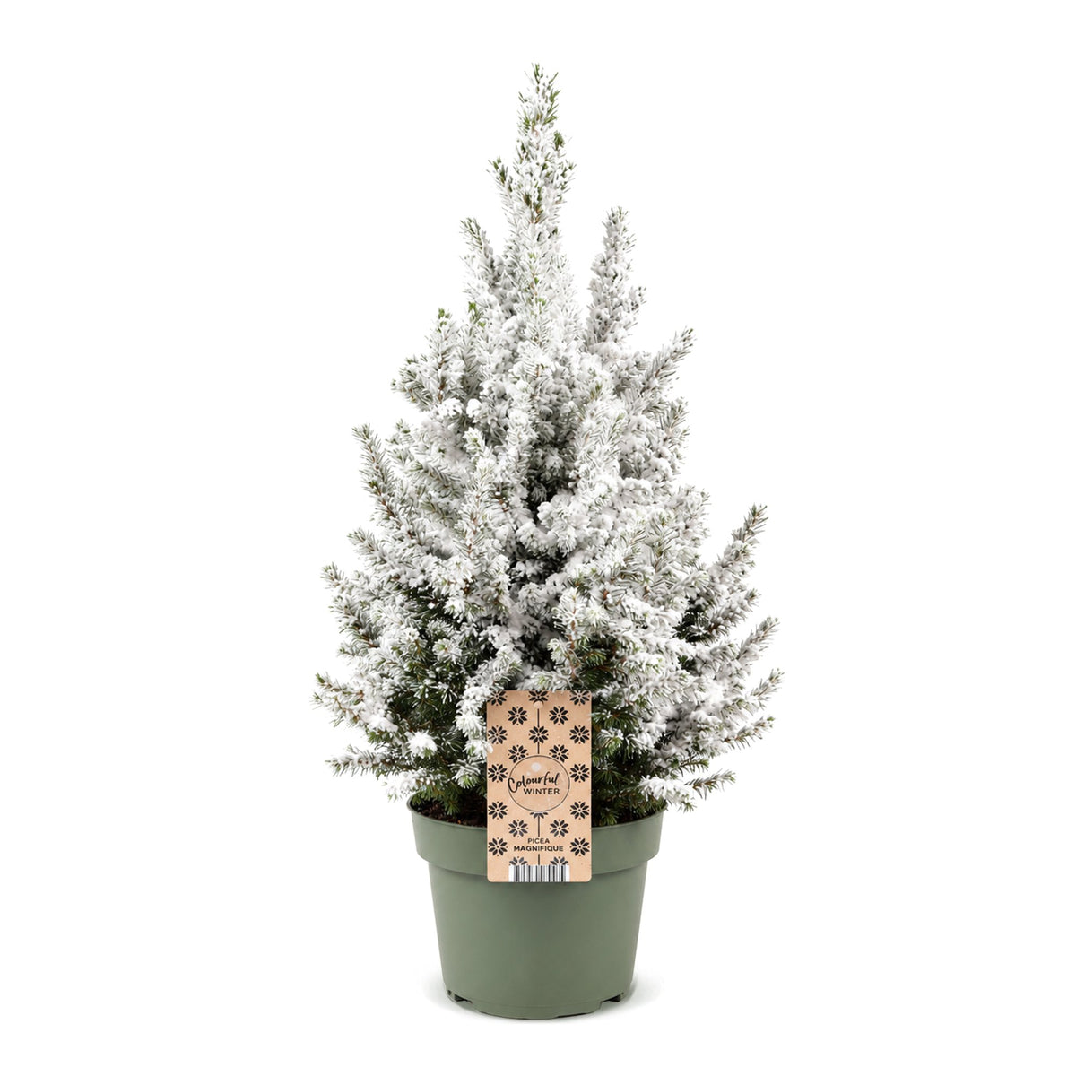 Picea glauca Conica (grantræ) – Ø19 cm, 65 cm høj – hvid