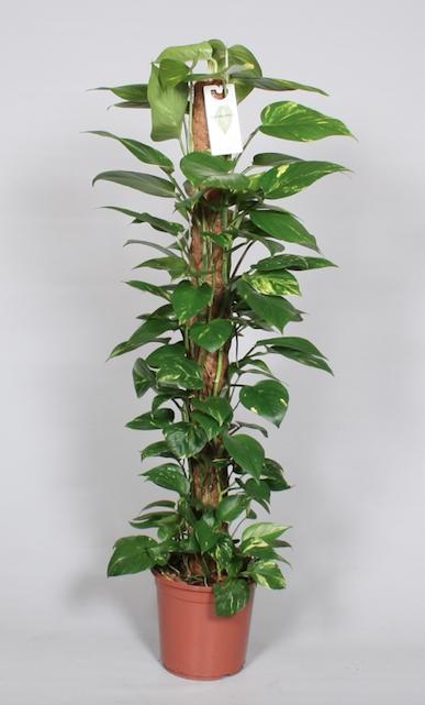 Epipremnum Pinnatum 120cm (scindapsus) – Ø24 cm, 120 cm hoog