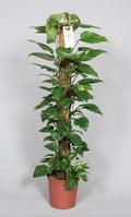 Epipremnum Pinnatum 120cm (scindapsus) – Ø24 cm, 120 cm hoog