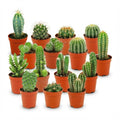 15× Mini Cactus Set (Cactaceae) – Ø6 cm, 5–10 cm hoog