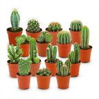 15× Mini Cactus Set (Cactaceae) – Ø6 cm, 5–10 cm hoog