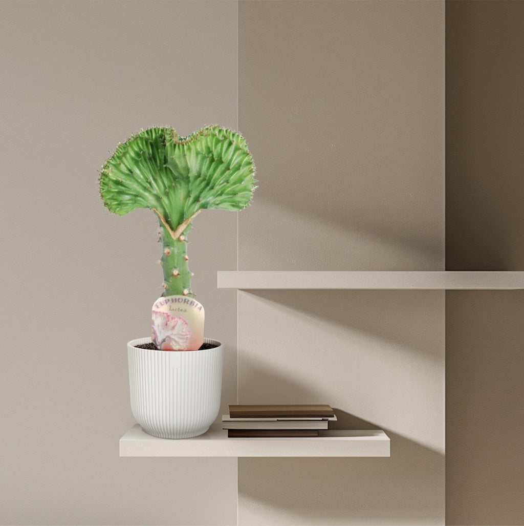 Euphorbia lactea Cristata groen – Ø12 cm, 35 cm hoog