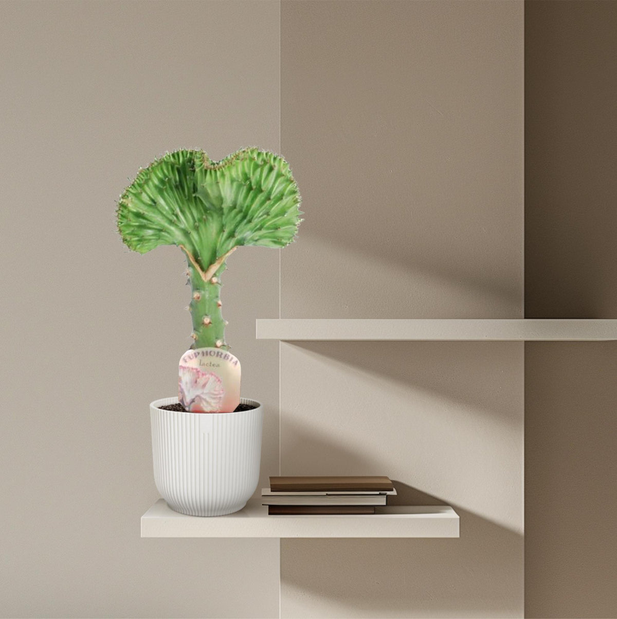 Euphorbia lactea Cristata groen – Ø12 cm, 35 cm hoog