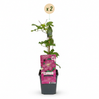 Clematis 'Ville De Lyon' (grimpette) – rouge – 2 plantes, Ø9 cm, 35 cm de haut