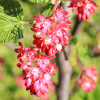 Ribes sanguineum 'King Edward' (redcurrant) – red – Ø17 cm, 45 cm high