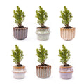 Mini-kerstboompjes in pot set barcelona – Ø6 cm