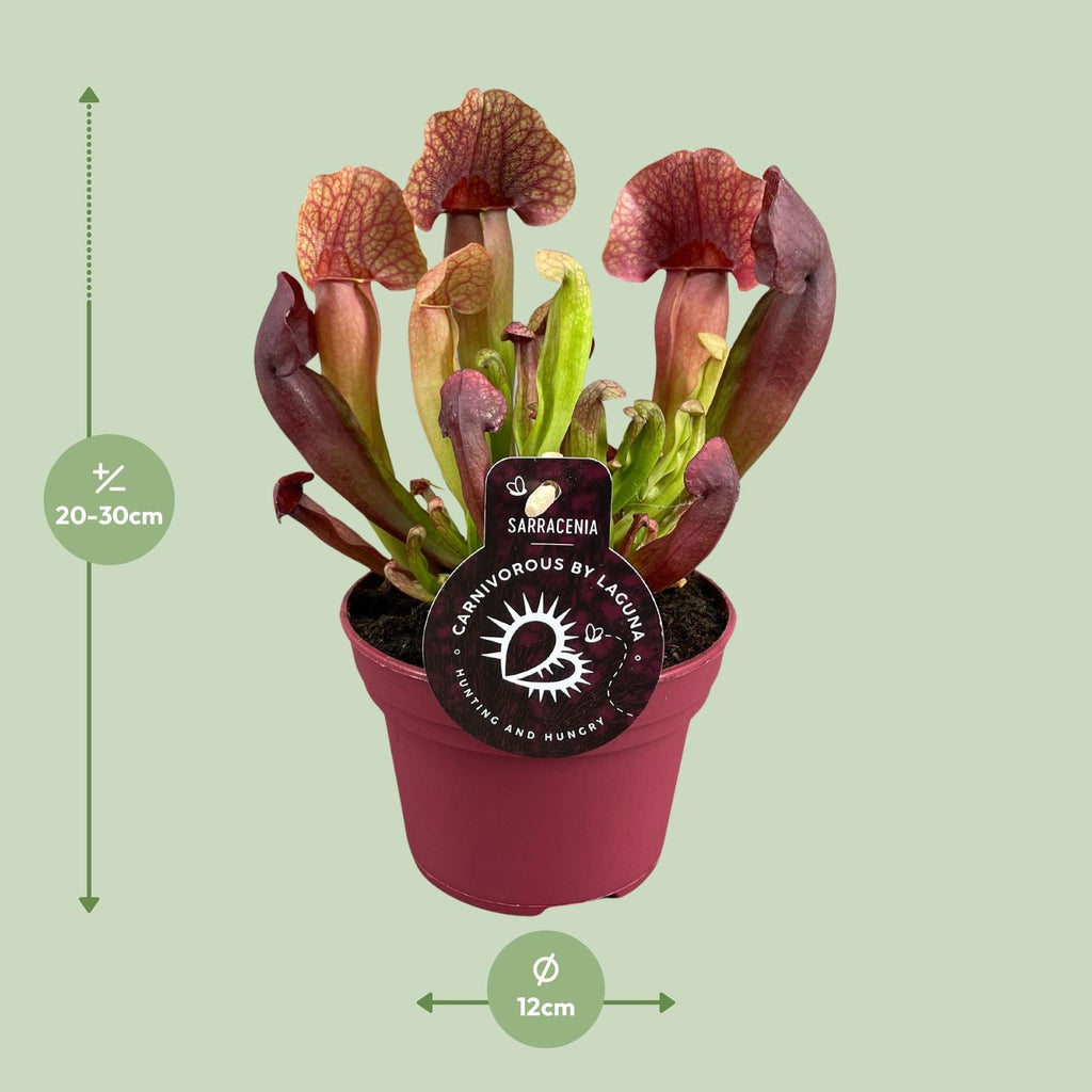 Sarracenia Catesbaei (trompetbægerplante) – Ø12 cm, 23 cm høj