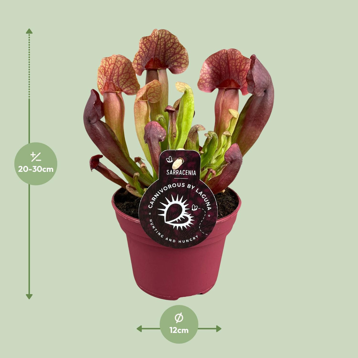 Sarracenia Catesbaei (trompetbægerplante) – Ø12 cm, 23 cm høj