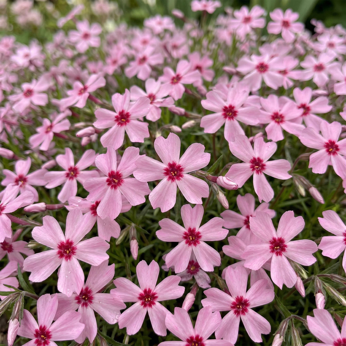 Phlox 'Rosette' (Leuchterblume) – rosa – 12 Pflanzen, Ø11 cm, 15–25 cm hoch – Bild 5