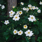 Anemone hyb. 'Honorine Jobert' (Herbstanemone) – 6 Pflanzen, Ø 9 cm, 10–25 cm hoch
