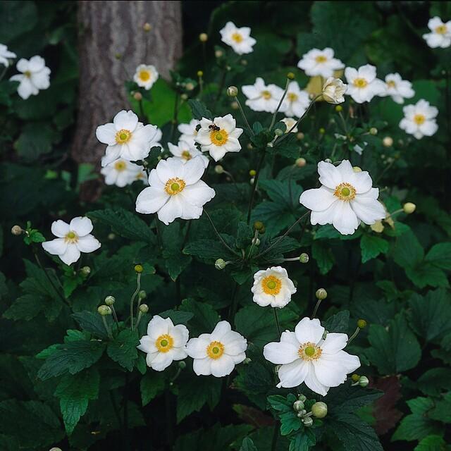 Anemone hyb. 'Honorine Jobert' (Herbstanemone) – 6 Pflanzen, Ø 9 cm, 10–25 cm hoch