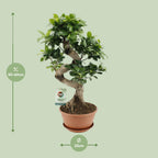 Ficus Ginseng – Ø22 cm, 60 cm høj