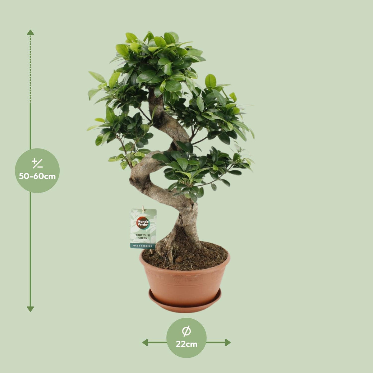 Ficus Ginseng – Ø22 cm, 60 cm hoog