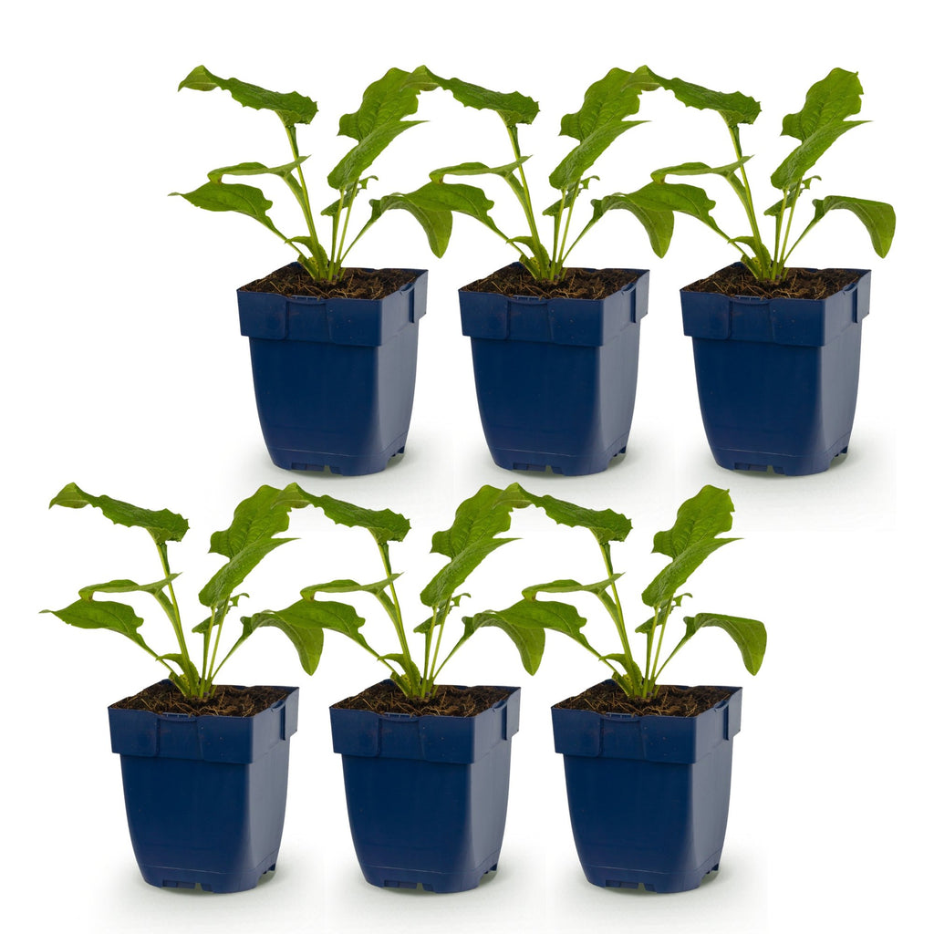 Échinacée « Tricolour » (conefolie) – jaune-rose-blanc – 6 plantes, Ø 11 cm, 15–25 cm de haut – photo 2