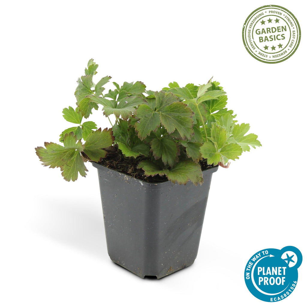 Waldsteinia ternata – 60 Pflanzen, Ø9 cm, 10–25 cm hoch – Bild 3