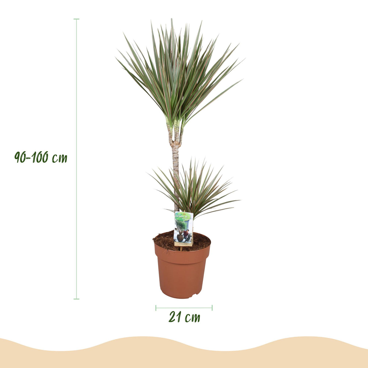 Dracaena marginata Bicolor (Drachenbaum) im weißen Tontopf – Ø 21 cm, 90–100 cm hoch