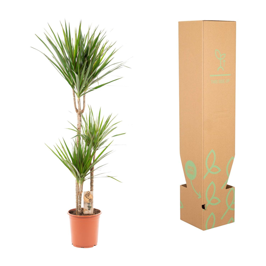 Dracaena marginata (arbre dragonnier) – Ø21 cm, 110 cm de haut