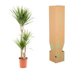 Dracaena marginata (arbre dragonnier) – Ø21 cm, 110 cm de haut