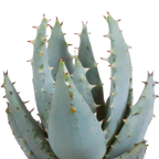 15× Cactus en vetplanten mix (Cactaceae) in witte pot – Ø7 cm, 13 cm hoog