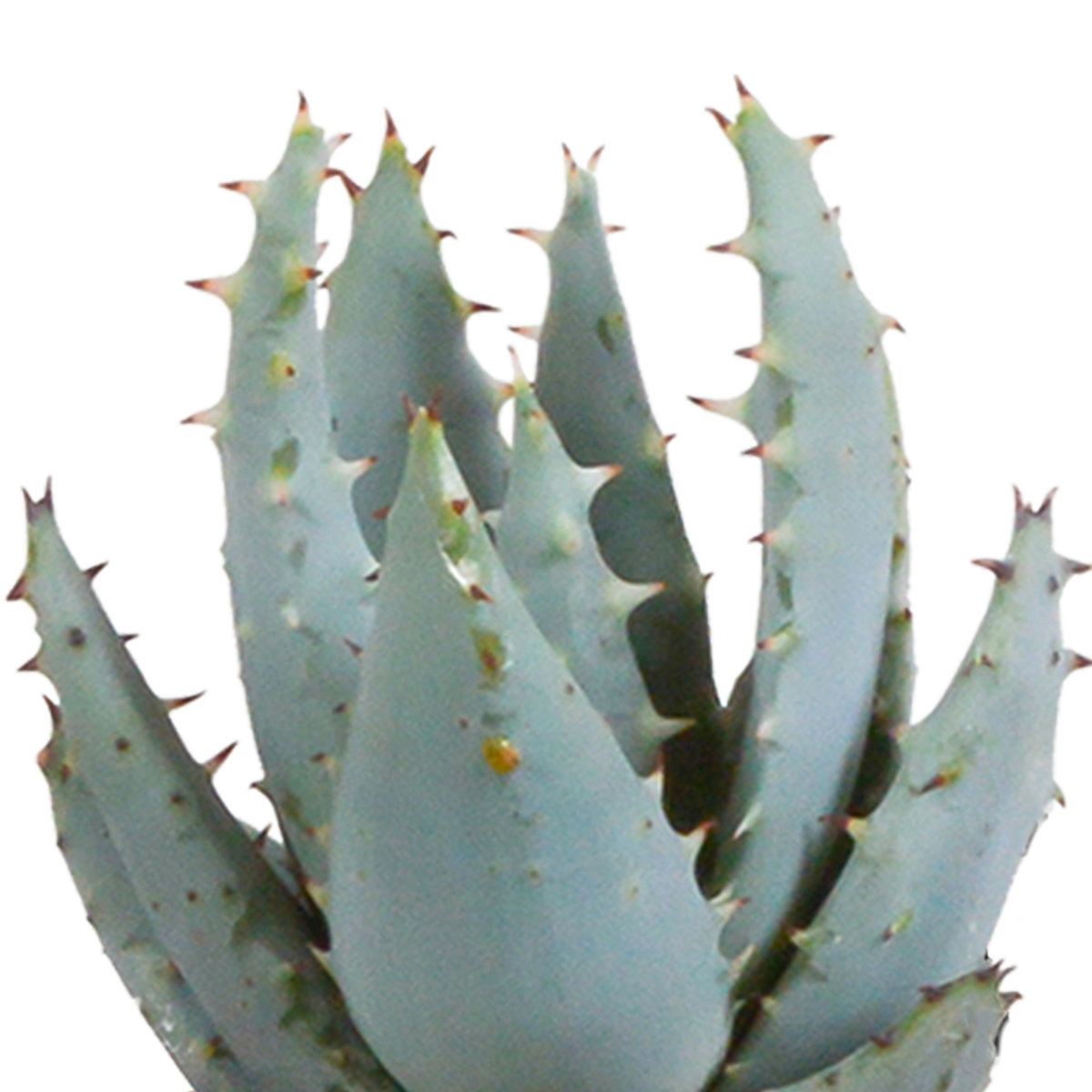 15× Cactus en vetplanten mix (Cactaceae) in witte pot – Ø7 cm, 13 cm hoog – foto 11