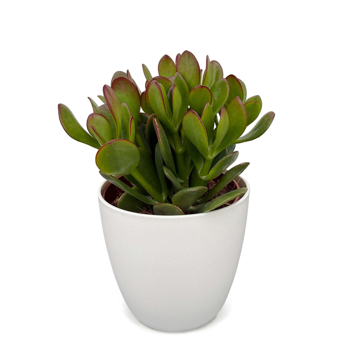 Crassula ovata (Jade-Pflanze) im weißen Topf – Ø 12 cm, 16 cm hoch – Bild 2