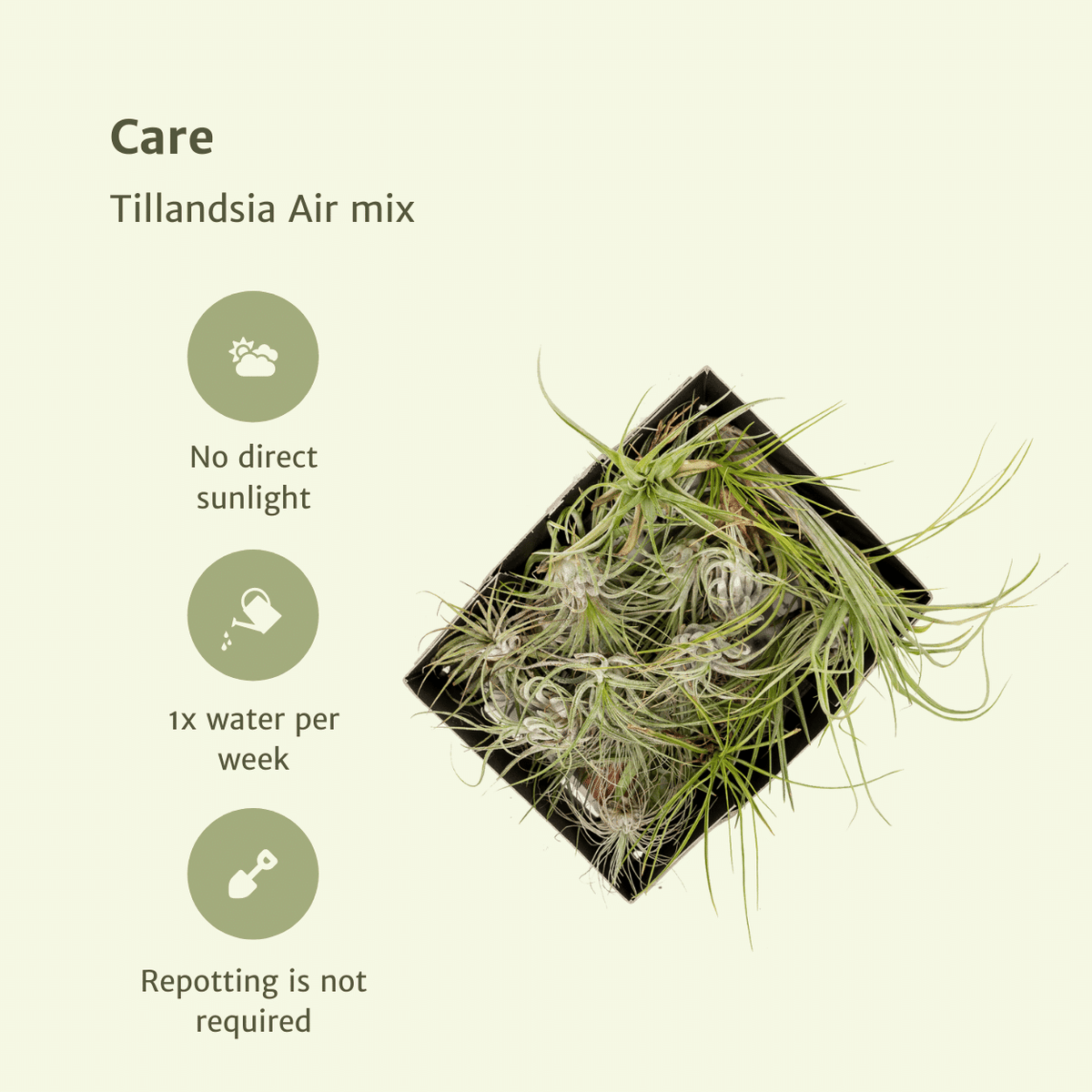 10× Tillandsia Air mix (luchtplantje) – Ø6 cm, 6 cm hoog