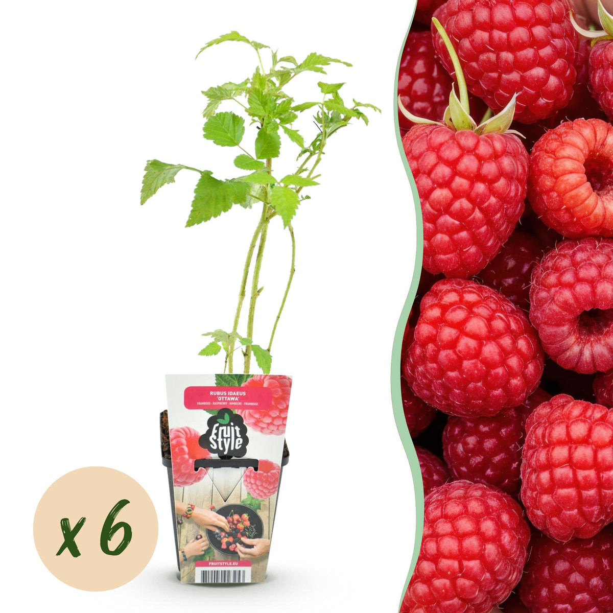 Rubus idaeus 'Ottawa' (framboos) – 6 planten, Ø9 cm, 35 cm hoog
