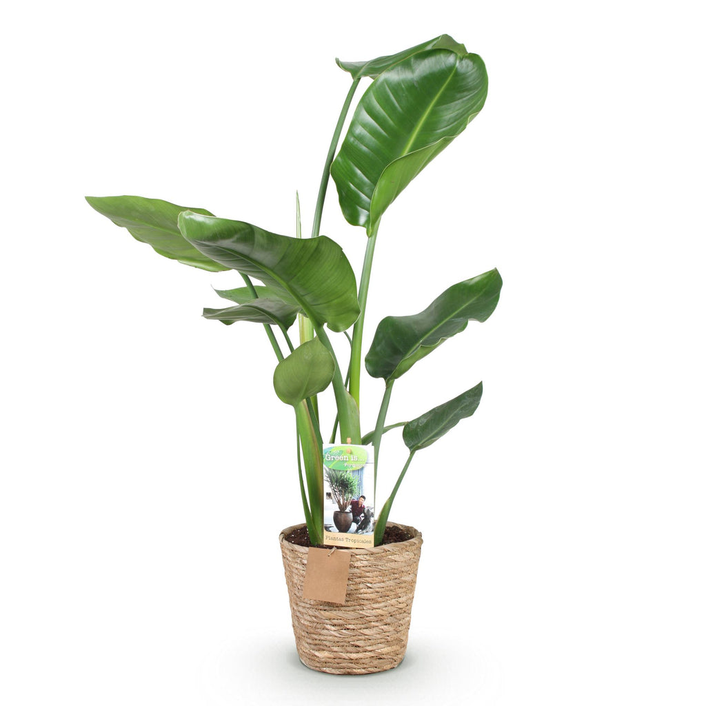Stelitzia nicolai (Strelitzia) met mand – Ø17 cm, 70–90 cm hoog