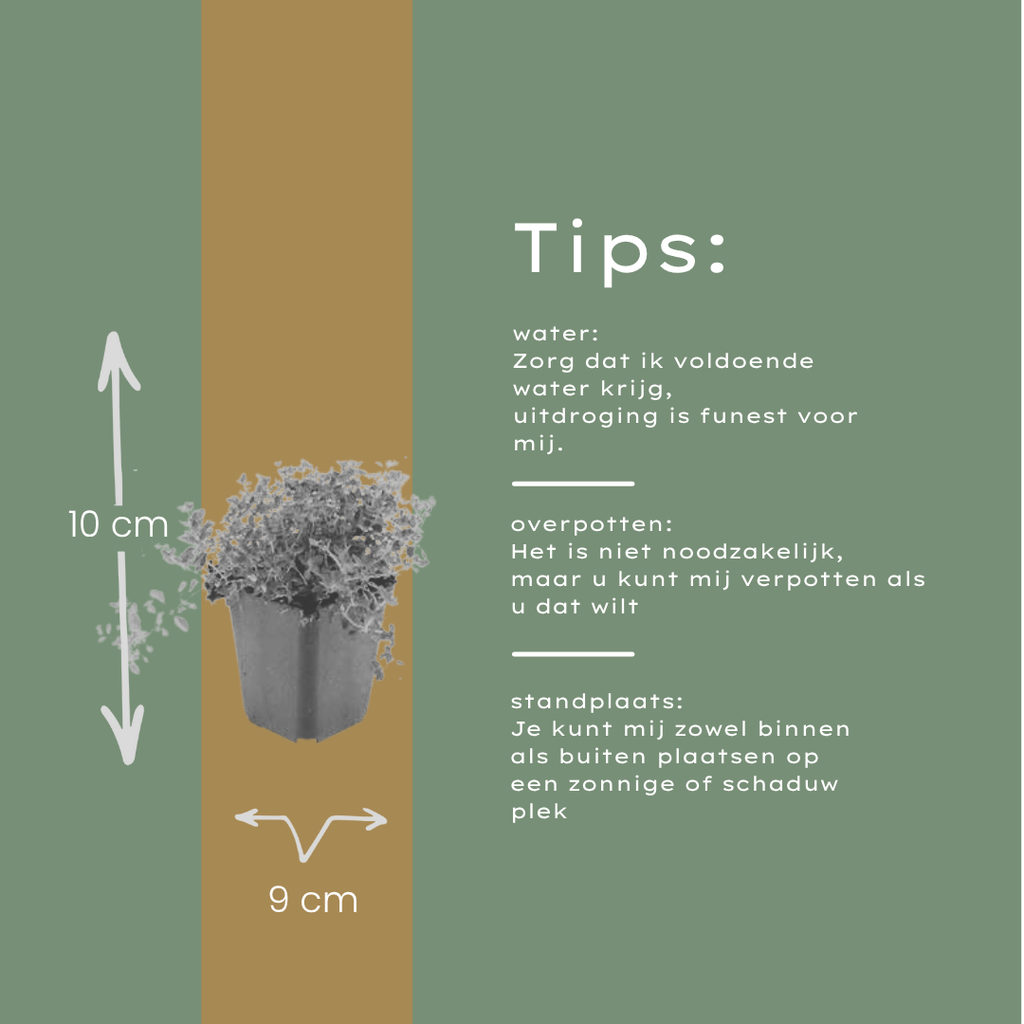 Thymus serpyllum (Echter Thymian) – 12 Pflanzen, Ø 9 cm, 10–25 cm hoch – Bild 5