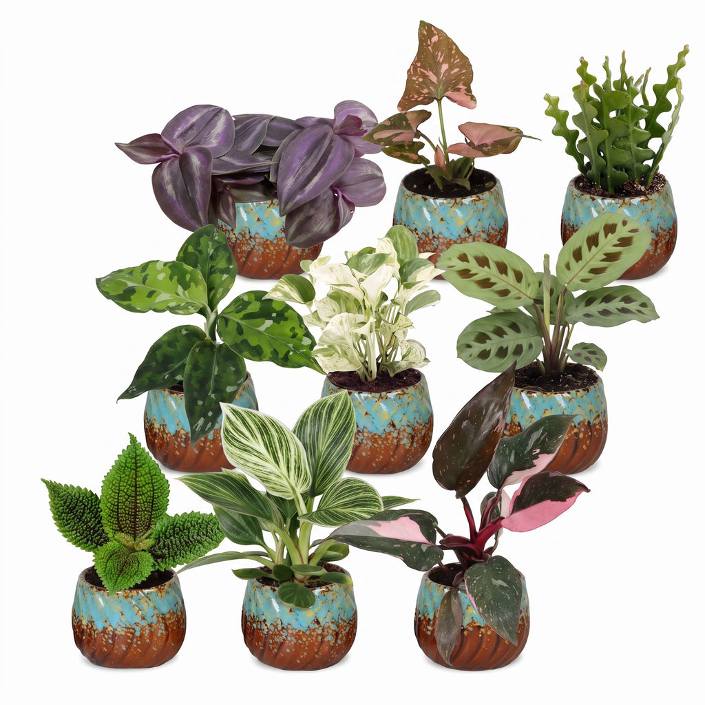 9× overraskelsesæske med stueplanter inkl. Copper Reef – Ø6 cm, 5–15 cm høj