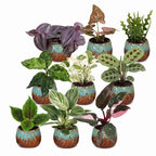 9× overraskelsesæske med stueplanter inkl. Copper Reef – Ø6 cm, 5–15 cm høj