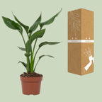 Strelitzia reginae (Paradiesvogelblume) – Ø 12 cm, 35 cm hoch – reginae