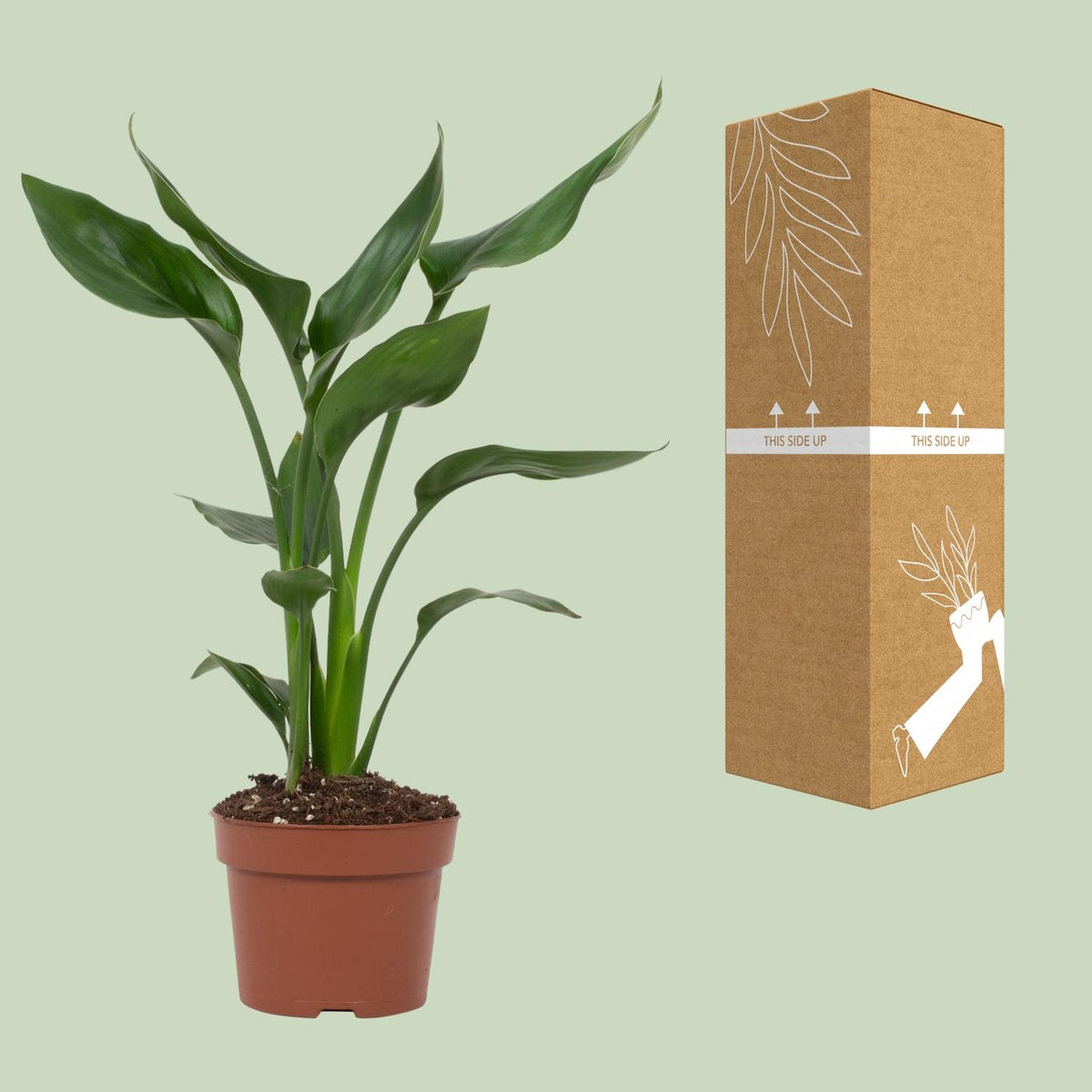 Strelitzia reginae (Paradiesvogelblume) – Ø 12 cm, 35 cm hoch – reginae