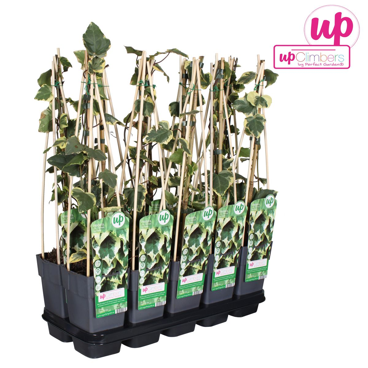 Hedera colchica 'Dentata Variegata' (klimop) – Ø15 cm, 65 cm hoog – foto 5