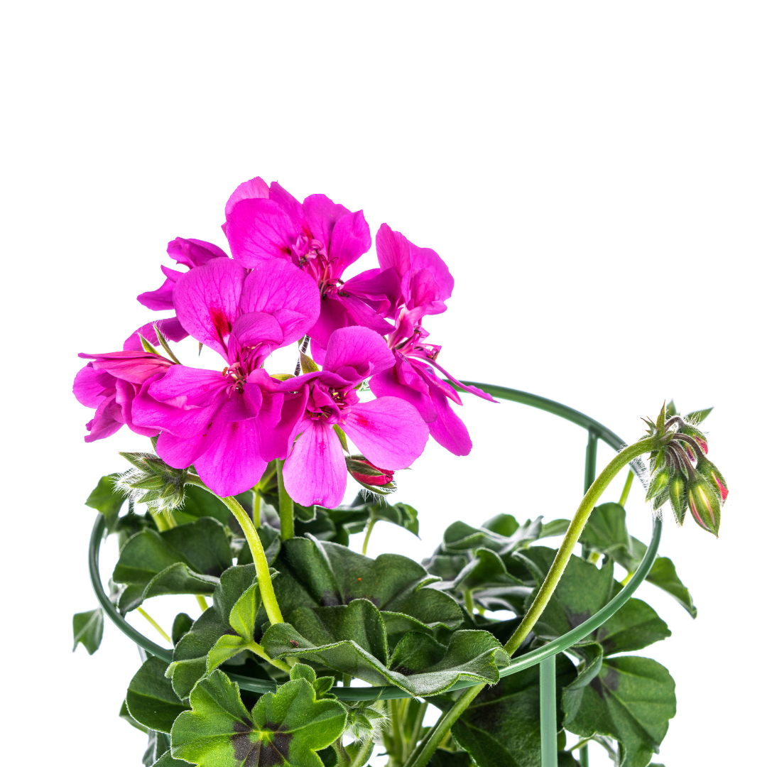 Pelargonium 'Peltatum Violet' (geranium) – 8 plants, Ø12 cm, 20 cm high – photo 3