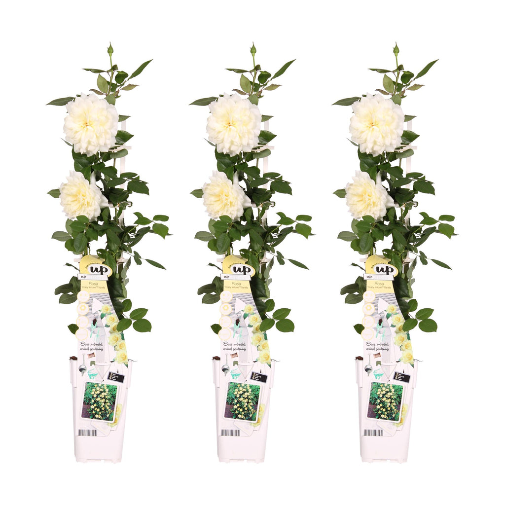 Rosa 'Crazy' (rose) – 3 plants, Ø15 cm, 65 cm high – art. 7687